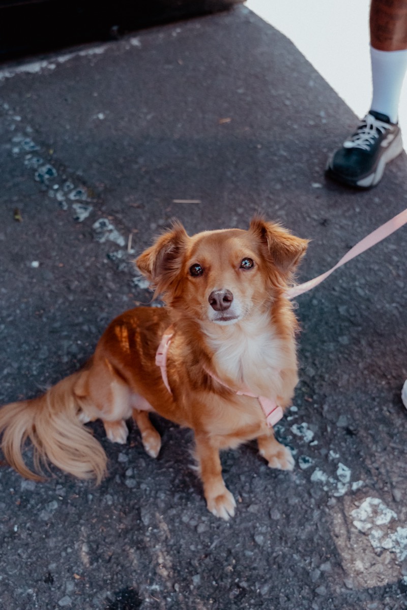 Cachorro na calçada da CAFFEA